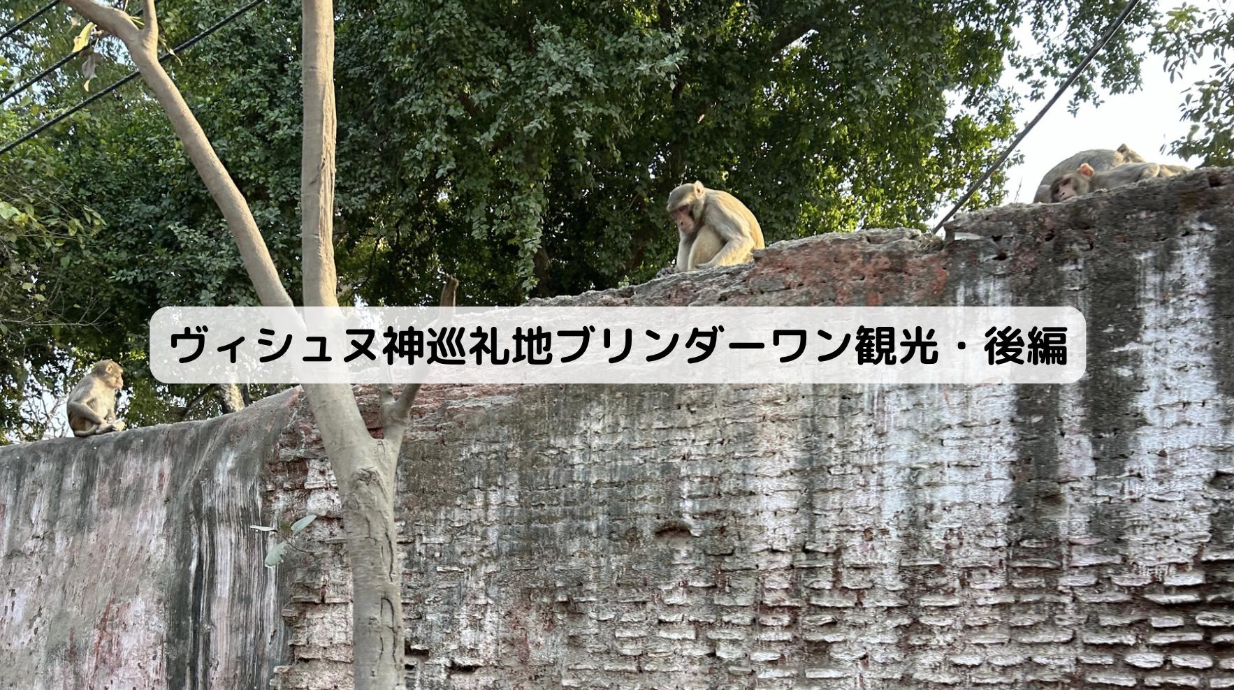 インドのブリンダーワンのさる